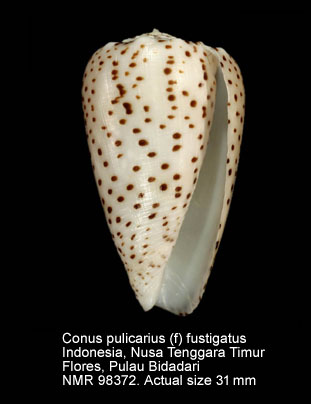 Conus pulicarius (f) fustigatus (3).jpg - Conus pulicarius (f) fustigatus Hwass in Bruguière,1792